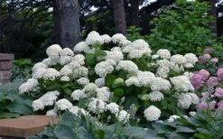 Annabelle Hydrangea - 3 Gallon Pot -Plant Lover House Shop hydrangea arborescens annabelle 11