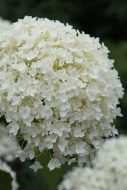 Annabelle Hydrangea - 3 Gallon Pot -Plant Lover House Shop hydrangea arborescens annabelle 12