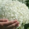 Annabelle Hydrangea - 3 Gallon Pot -Plant Lover House Shop hydrangea arborescens annabelle 21 1