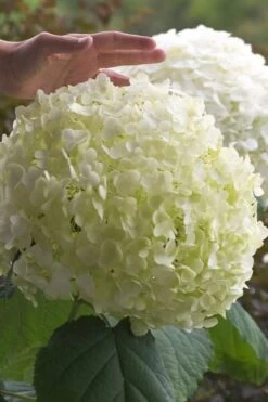 Incrediball Smooth Hydrangea - 3 Gallon Pot -Plant Lover House Shop hydrangea arborescens incrediball 10