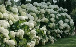 Incrediball Smooth Hydrangea - 3 Gallon Pot -Plant Lover House Shop hydrangea arborescens incrediball 12