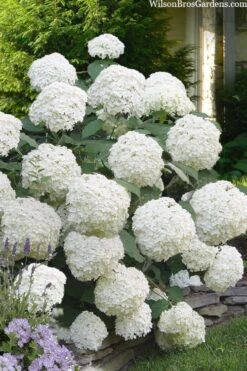 Incrediball Smooth Hydrangea - 3 Gallon Pot -Plant Lover House Shop hydrangea arborescens incrediball 16