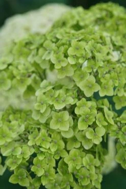 Invincibelle Sublime Smooth Hydrangea - 3 Gallon Pot 14 Invincibelle Sublime Smooth Hydrangea - 3 Gallon Pot -Plant Lover House Shop hydrangea arborescens invincibelle sublime 3