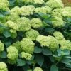 Invincibelle Sublime Smooth Hydrangea - 3 Gallon Pot -Plant Lover House Shop hydrangea arborescens invincibelle sublime 5