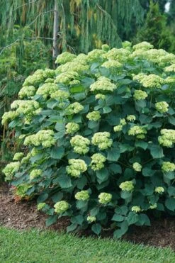 Invincibelle Sublime Smooth Hydrangea - 3 Gallon Pot 16 Invincibelle Sublime Smooth Hydrangea - 3 Gallon Pot -Plant Lover House Shop hydrangea arborescens invincibelle sublime 6