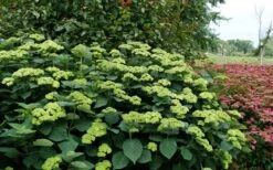 Invincibelle Sublime Smooth Hydrangea - 3 Gallon Pot 15 Invincibelle Sublime Smooth Hydrangea - 3 Gallon Pot -Plant Lover House Shop hydrangea arborescens invincibelle sublime 8