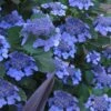 Bluebird Hydrangea - 3 Gallon Pot -Plant Lover House Shop hydrangea bluebird 21