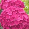 Charm Red Hydrangea - 3 Gallon Pot -Plant Lover House Shop hydrangea charm red 5