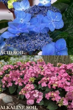 Endless Summer 'Pop Star' Hydrangea - 3 Gallon Pot 9 Endless Summer 'Pop Star' Hydrangea - 3 Gallon Pot -Plant Lover House Shop hydrangea endless summer pop star 1