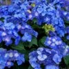 Endless Summer 'Pop Star' Hydrangea - 3 Gallon Pot 2 Endless Summer 'Pop Star' Hydrangea - 3 Gallon Pot -Plant Lover House Shop hydrangea endless summer pop star 4