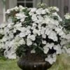 Fairytrail Bride Cascade Hydrangea - 2 Gallon Pot -Plant Lover House Shop hydrangea fairytrail bride 11 1
