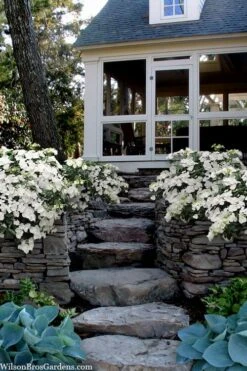 Fairytrail Bride Cascade Hydrangea - 2 Gallon Pot -Plant Lover House Shop hydrangea fairytrail bride 6 1