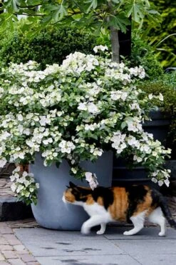 Fairytrail Bride Cascade Hydrangea - 2 Gallon Pot -Plant Lover House Shop hydrangea fairytrail bride 7 1