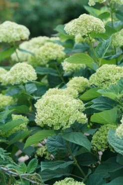 Invincibelle Sublime Smooth Hydrangea - 3 Gallon Pot 17 Invincibelle Sublime Smooth Hydrangea - 3 Gallon Pot -Plant Lover House Shop hydrangea invincibelle sublime 500x750 1