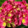 Akadama Hydrangea - 3 Gallon Pot -Plant Lover House Shop hydrangea macrophylla akadama 2