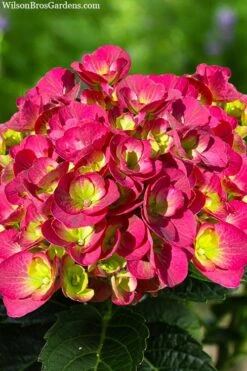 Akadama Hydrangea - 3 Gallon Pot