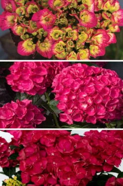 Akadama Hydrangea - 3 Gallon Pot -Plant Lover House Shop hydrangea macrophylla akadama 3