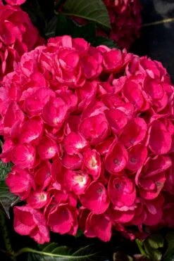 Akadama Hydrangea - 3 Gallon Pot -Plant Lover House Shop hydrangea macrophylla akadama 6