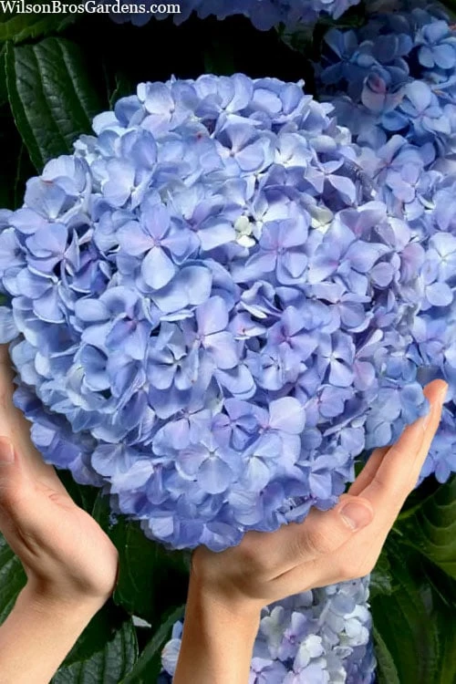 Big Daddy Hydrangea - 2 Gallon Pot 3 Big Daddy Hydrangea - 2 Gallon Pot