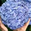 Big Daddy Hydrangea - 7 Gallon Pot -Plant Lover House Shop hydrangea macrophylla big daddy 101 2