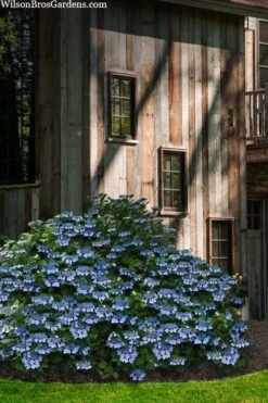 Blue Wave Lacecap Hydrangea - 3 Gallon Pot -Plant Lover House Shop hydrangea macrophylla blue wave 22