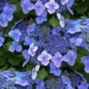 Blue Wave Lacecap Hydrangea - 3 Gallon Pot -Plant Lover House Shop hydrangea macrophylla blue wave 23