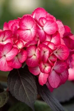 Eclipse Bigleaf Hydrangea - 3 Gallon Pot -Plant Lover House Shop hydrangea macrophylla eclipse 1