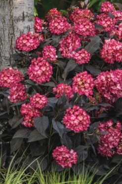 Eclipse Bigleaf Hydrangea - 3 Gallon Pot -Plant Lover House Shop hydrangea macrophylla eclipse 3