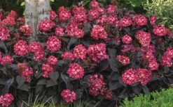 Eclipse Bigleaf Hydrangea - 3 Gallon Pot -Plant Lover House Shop hydrangea macrophylla eclipse 4