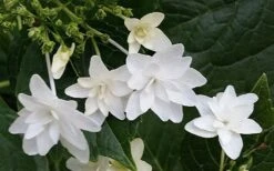 Fuji Waterfall Hydrangea - 1 Gallon Pot 11 Fuji Waterfall Hydrangea - 1 Gallon Pot -Plant Lover House Shop hydrangea macrophylla fuji waterfall 2 1