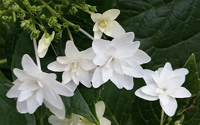 Fuji Waterfall Hydrangea - 3 Gallon Pot 6 Fuji Waterfall Hydrangea - 3 Gallon Pot - Image 4