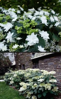 Fuji Waterfall Hydrangea - 1 Gallon Pot 12 Fuji Waterfall Hydrangea - 1 Gallon Pot -Plant Lover House Shop hydrangea macrophylla fuji waterfall 4 1