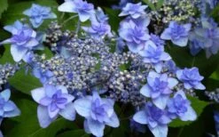 Izu No Hana Lacecap Hydrangea - 3 Gallon Pot -Plant Lover House Shop hydrangea macrophylla izu no ito 4