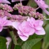 Izu No Hana Lacecap Hydrangea - 3 Gallon Pot -Plant Lover House Shop hydrangea macrophylla izu no ito 6