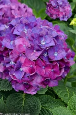 Let's Dance 'Big Band' Dwarf Hydrangea - 3 Gallon Pot -Plant Lover House Shop hydrangea macrophylla lets dance big band 5