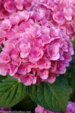 Love Hydrangea - 3 Gallon Pot 11 Love Hydrangea - 3 Gallon Pot -Plant Lover House Shop hydrangea macrophylla love 1