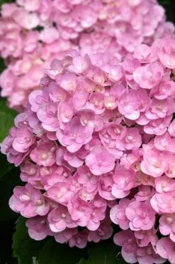 Love Hydrangea - 3 Gallon Pot 10 Love Hydrangea - 3 Gallon Pot -Plant Lover House Shop hydrangea macrophylla love 5