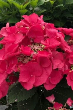 Cherry Explosion Hydrangea - 3 Gallon Pot -Plant Lover House Shop hydrangea macrophylla mckay cherry explosion 100