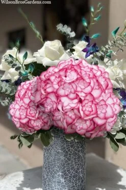 Miss Saori Hydrangea - 1 Gallon Pot -Plant Lover House Shop hydrangea macrophylla miss saori 20