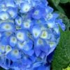 Nantucket Blue Hydrangea - 3 Gallon Pot -Plant Lover House Shop hydrangea macrophylla nantucket 1