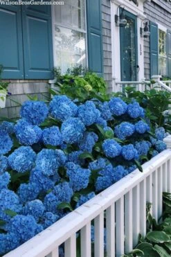 Nantucket Blue Hydrangea - 3 Gallon Pot -Plant Lover House Shop hydrangea macrophylla nantucket 2