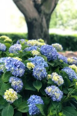 Nantucket Blue Hydrangea - 3 Gallon Pot -Plant Lover House Shop hydrangea macrophylla nantucket 3