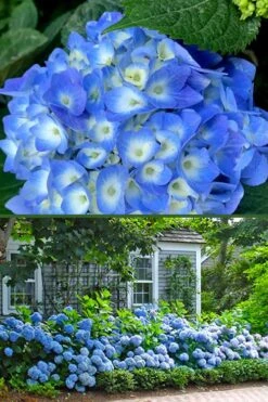 Nantucket Blue Hydrangea - 3 Gallon Pot -Plant Lover House Shop hydrangea macrophylla nantucket 4
