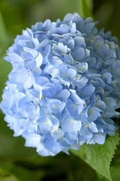 Penny Mac Hydrangea - 1 Gallon Pot -Plant Lover House Shop hydrangea macrophylla penny mac 21 1