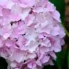 Penny Mac Hydrangea - 1 Gallon Pot -Plant Lover House Shop hydrangea macrophylla penny mac 22 1