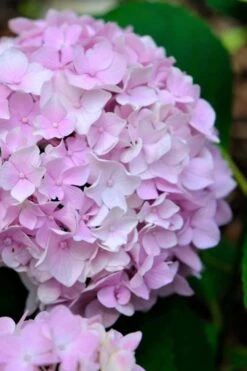 Penny Mac Hydrangea - 2 Gallon Pot