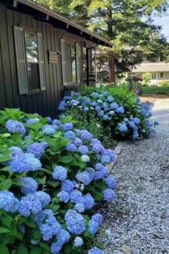 Penny Mac Hydrangea - 1 Gallon Pot -Plant Lover House Shop hydrangea macrophylla penny mac 23 1