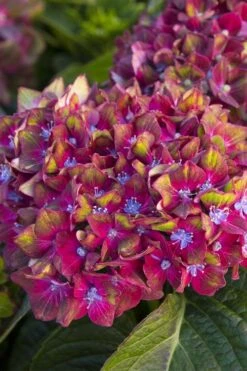 Pistachio Hydrangea - 5 Gallon Pot -Plant Lover House Shop hydrangea macrophylla pistachio 2 1