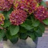 Pistachio Hydrangea - 3 Gallon Pot -Plant Lover House Shop hydrangea macrophylla pistachio 4