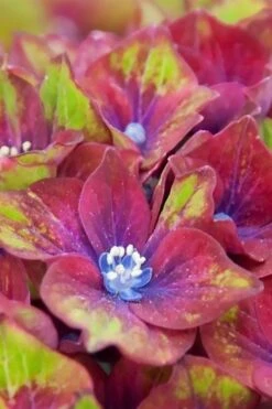 Pistachio Hydrangea - 5 Gallon Pot -Plant Lover House Shop hydrangea macrophylla pistachio 5 1